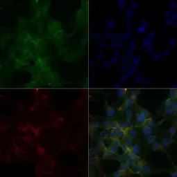 Anti-Sodium/Potassium ATPase alpha 1 antibody [464.6(6H)] used in Immunocytochemistry/ Immunofluorescence (ICC/IF). GTX30202