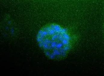 Anti-Sodium/Potassium ATPase alpha 1 antibody [464.6(6H)] used in Immunocytochemistry/ Immunofluorescence (ICC/IF). GTX30202