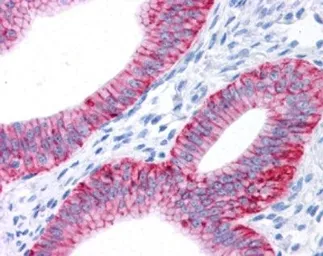 Anti-Sodium/Potassium ATPase alpha 1 antibody [464.6(6H)] used in IHC (Paraffin sections) (IHC-P). GTX30202
