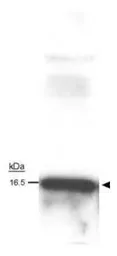 Anti-Survivin antibody [60.11] used in Western Blot (WB). GTX30241