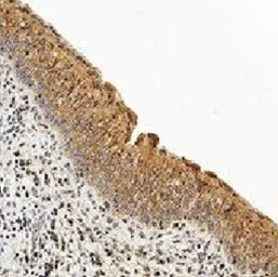 Anti-Caspase 3 antibody [CPP32 4-1-18] used in IHC (Paraffin sections) (IHC-P). GTX30246