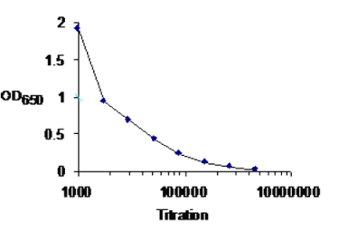 Anti-IKK gamma antibody used in ELISA (ELISA). GTX30263