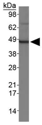 Anti-Rad9 antibody used in Western Blot (WB). GTX30297