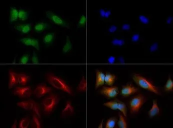 Anti-NTH1 antibody used in Immunocytochemistry/ Immunofluorescence (ICC/IF). GTX30397