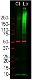 Anti-Ubiquitin antibody used in Western Blot (WB). GTX30439