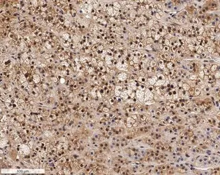 Anti-SR-BI antibody used in IHC (Paraffin sections) (IHC-P). GTX30467