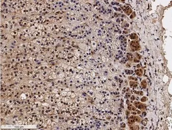 Anti-SR-BI antibody used in IHC (Paraffin sections) (IHC-P). GTX30467