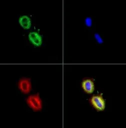 Anti-Fatty Acid Synthase antibody used in Immunocytochemistry/ Immunofluorescence (ICC/IF). GTX30468