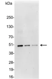 Anti-DDDDK tag antibody used in Western Blot (WB). GTX30527