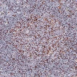 Anti-Blimp1 antibody [3H2-E8] used in IHC (Paraffin sections) (IHC-P). GTX30605