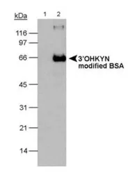 Anti-3'OHKYN antibody [P3UI] used in Western Blot (WB). GTX30617