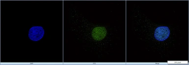 Anti-EP300 antibody [RW105] used in Immunocytochemistry/ Immunofluorescence (ICC/IF). GTX30618