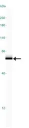 Anti-NABC1 antibody used in Western Blot (WB). GTX30622