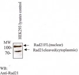 Anti-Rad21 antibody [CM110-2C10] used in Western Blot (WB). GTX30641