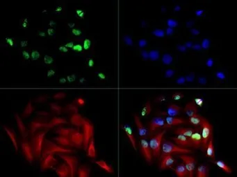 Anti-NSP-5a3a antibody used in Immunocytochemistry/ Immunofluorescence (ICC/IF). GTX30651