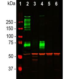 Anti-Vimentin antibody used in Western Blot (WB). GTX30668