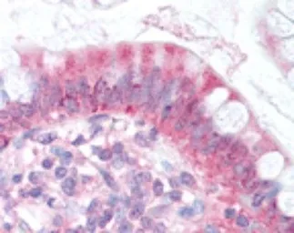 Anti-NPC1L1 antibody used in IHC (Paraffin sections) (IHC-P). GTX30675