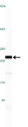 Anti-NuMA antibody used in Western Blot (WB). GTX30688