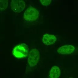 Anti-NuMA antibody used in Immunocytochemistry/ Immunofluorescence (ICC/IF). GTX30688