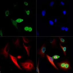 Anti-NuMA antibody used in Immunocytochemistry/ Immunofluorescence (ICC/IF). GTX30688