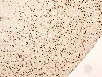 Anti-NuMA antibody used in IHC (Paraffin sections) (IHC-P). GTX30688
