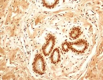 Anti-NuMA antibody used in IHC (Paraffin sections) (IHC-P). GTX30688