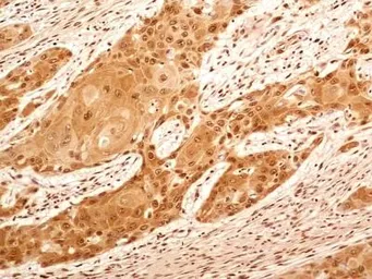 Anti-NuMA antibody used in IHC (Paraffin sections) (IHC-P). GTX30688