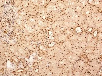Anti-NuMA antibody used in IHC (Paraffin sections) (IHC-P). GTX30688