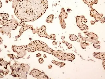 Anti-NuMA antibody used in IHC (Paraffin sections) (IHC-P). GTX30688