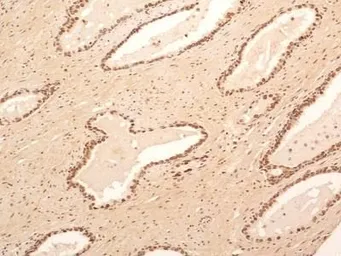 Anti-NuMA antibody used in IHC (Paraffin sections) (IHC-P). GTX30688