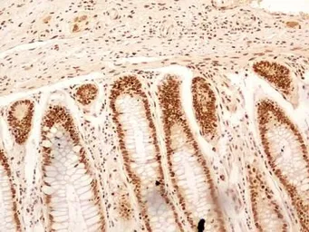 Anti-NuMA antibody used in IHC (Paraffin sections) (IHC-P). GTX30688