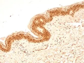 Anti-NuMA antibody used in IHC (Paraffin sections) (IHC-P). GTX30688