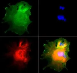 Anti-NUMB antibody used in Immunocytochemistry/ Immunofluorescence (ICC/IF). GTX30689