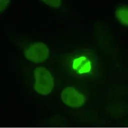 Anti-TPX2 antibody used in Immunocytochemistry/ Immunofluorescence (ICC/IF). GTX30690