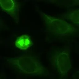 Anti-Eg5 antibody used in Immunocytochemistry/ Immunofluorescence (ICC/IF). GTX30692