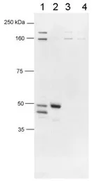 Anti-FOXP3 antibody used in Western Blot (WB). GTX30696