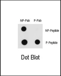 Anti-Raf1 (phospho Ser43) antibody used in Dot blot (Dot). GTX30714