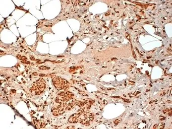 Anti-CD44 antibody [F10-44-2] used in IHC (Paraffin sections) (IHC-P). GTX30725