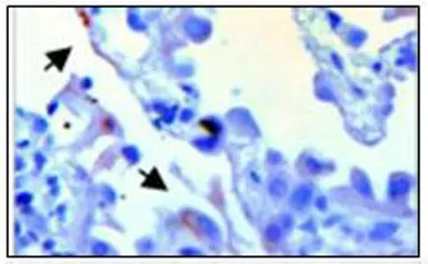 Anti-PDE6A antibody used in Immunohistochemistry (IHC). GTX30751