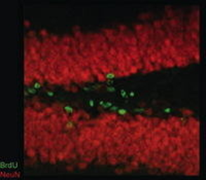 Anti-NeuN antibody [2Q158] used in IHC (Paraffin sections) (IHC-P). GTX30773