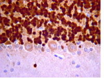 Anti-NeuN antibody [2Q158] used in IHC (Paraffin sections) (IHC-P). GTX30773