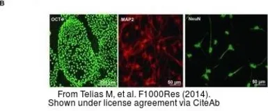 Anti-NeuN antibody [2Q158] used in Immunocytochemistry/ Immunofluorescence (ICC/IF). GTX30773