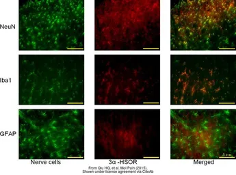 Anti-NeuN antibody [2Q158] used in IHC (Frozen sections) (IHC-Fr). GTX30773
