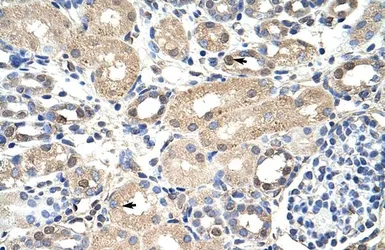 Anti-EXOSC7 antibody, N-term used in IHC (Paraffin sections) (IHC-P). GTX30775
