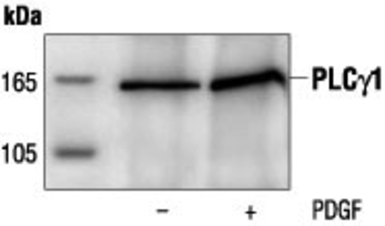 Anti-PLCG1 antibody used in Immunoprecipitation (IP). GTX30787