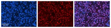 Anti-HIPK2 antibody, Internal used in IHC (Paraffin sections) (IHC-P). GTX30803