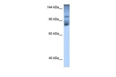 Anti-HIPK2 antibody, Internal used in Western Blot (WB). GTX30803