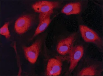 Anti-EIF2B epsilon antibody used in Immunocytochemistry/ Immunofluorescence (ICC/IF). GTX30808