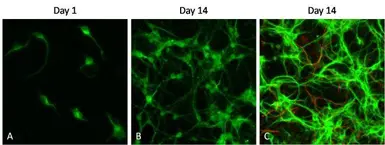 Goat Anti-Rabbit IgG antibody (DyLight680). GTX30811
