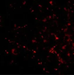 Anti-SATB2 antibody used in IHC (Paraffin sections) (IHC-P). GTX30894